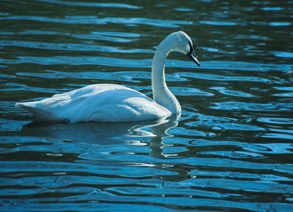 Swan.