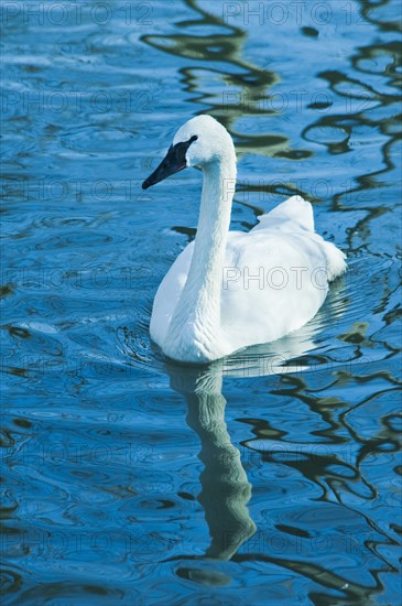 Swan.