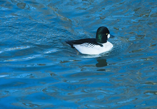 Common golden eye duck.