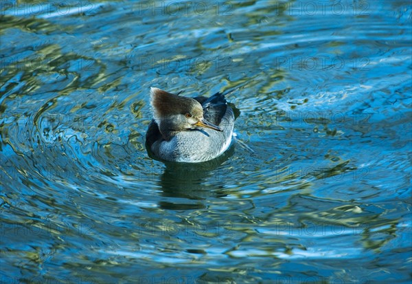 Hooded merganser.