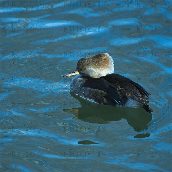 Hooded merganser.