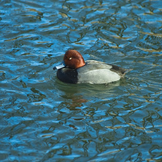 Redhead duck.