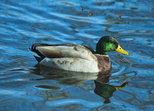 Mallard duck.