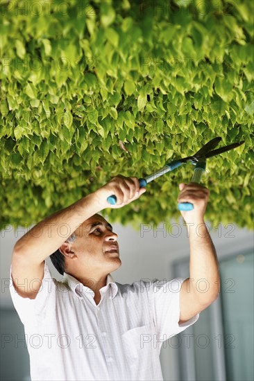 Man trimming tree. Photographer: momentimages