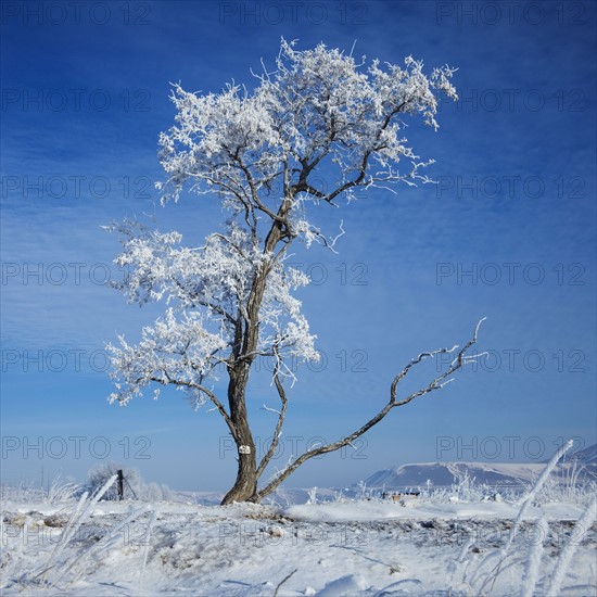 Tree in winter. Photographer: Mike Kemp