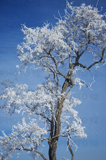 Tree in winter. Photographer: Mike Kemp