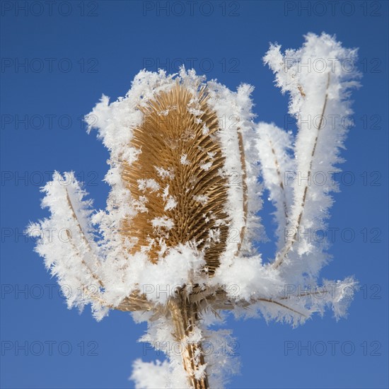 Frost on plant. Photographer: Mike Kemp