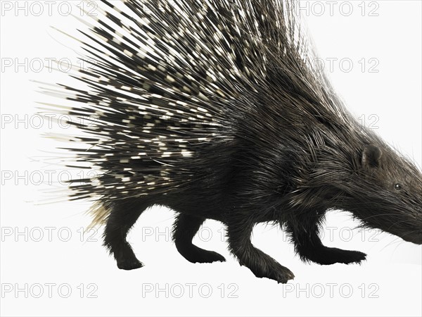 Porcupine. Photographer: David Arky