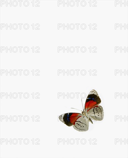 Butterfly. Photographer: David Arky