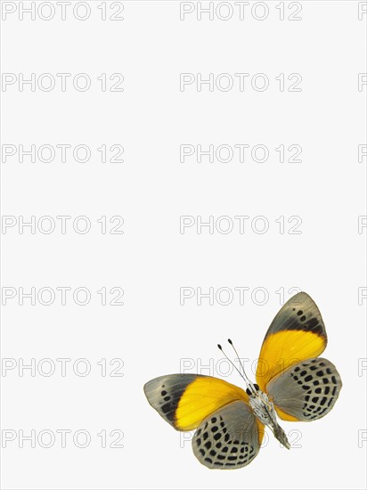 Butterfly. Photographer: David Arky