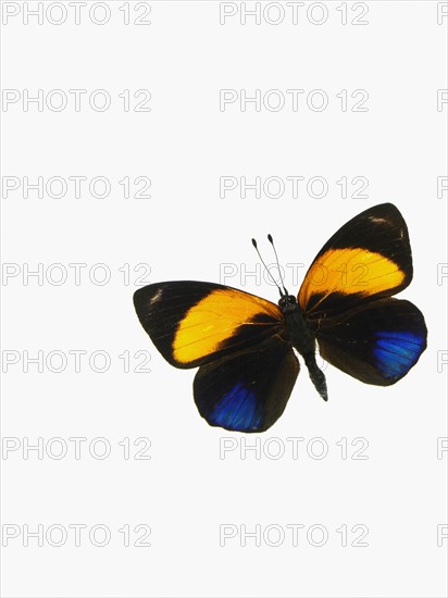 Butterfly. Photographer: David Arky