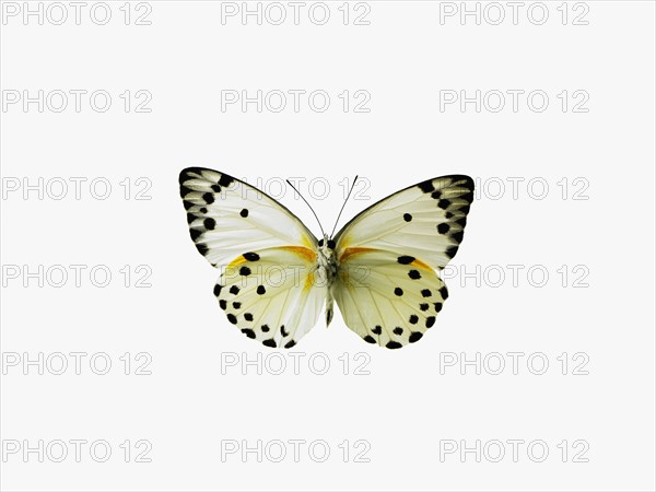 Butterfly. Photographer: David Arky