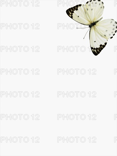 Butterfly. Photographer: David Arky