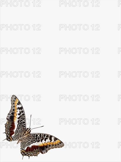 Butterfly. Photographer: David Arky