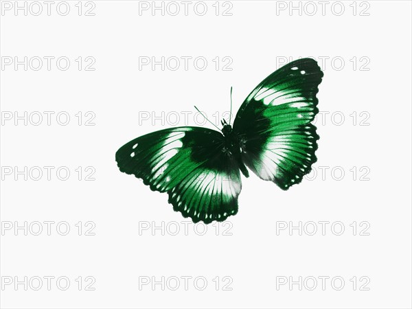 Butterfly. Photographer: David Arky