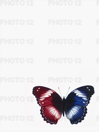 Butterfly. Photographer: David Arky