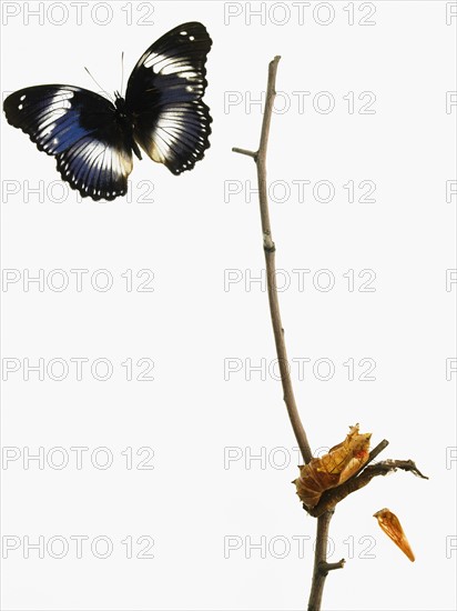 Butterfly transformation. Photographer: David Arky