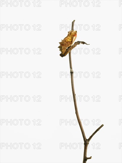 Caterpillar on branch. Photographer: David Arky
