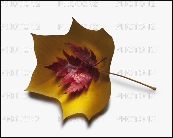 Autumn leaves. Photographer: Mike Kemp