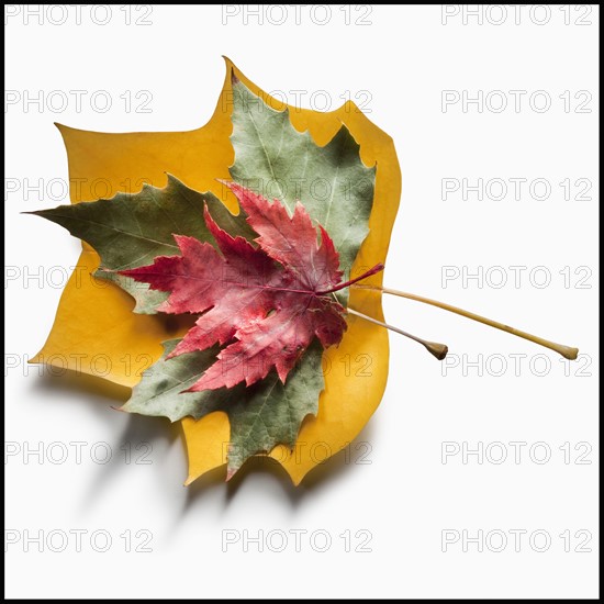 Autumn leaves. Photographer: Mike Kemp