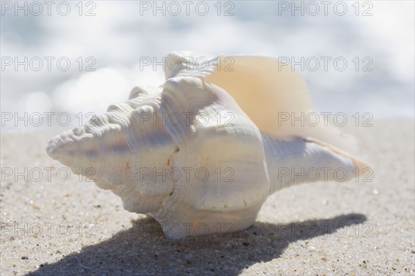 Sea shell. Photographer: Chris Hackett