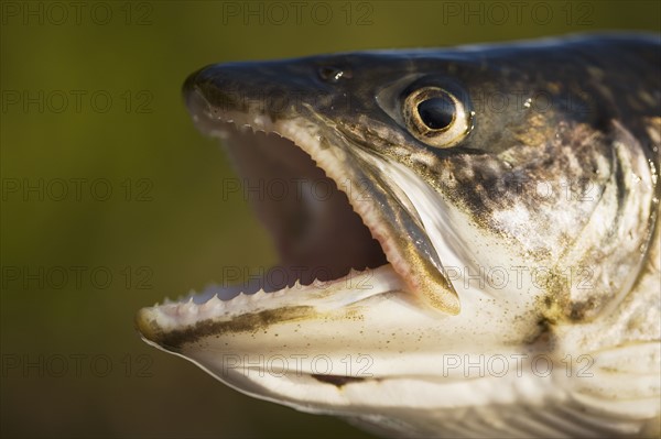 Lake Trout