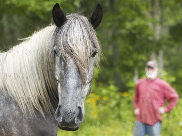 Grey horse