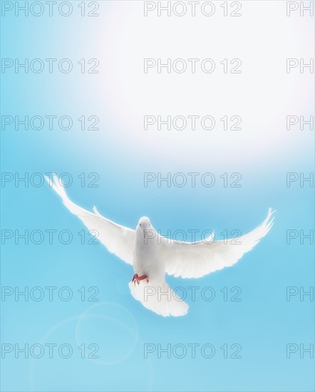 Dove flying.