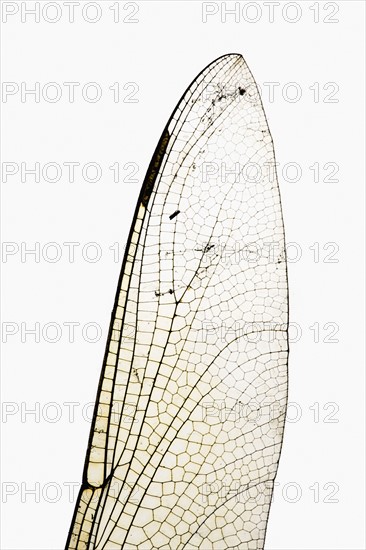 Dragonfly wing. Photographer: Joe Clark