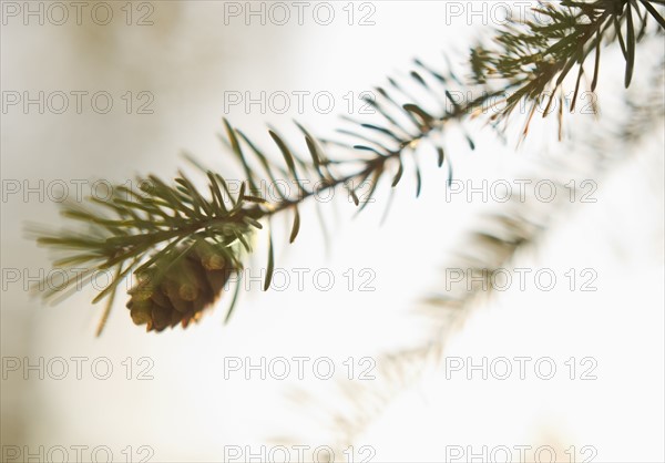 Pine tree branch.