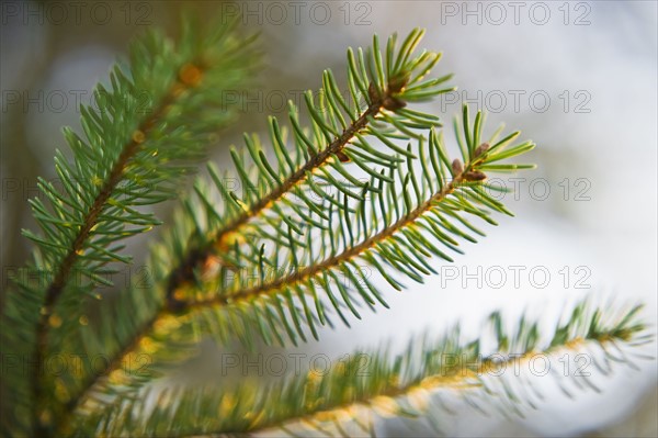 Pine tree branch.