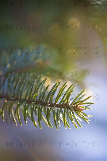 Pine tree branch.