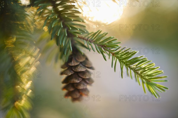 Pine tree branch.