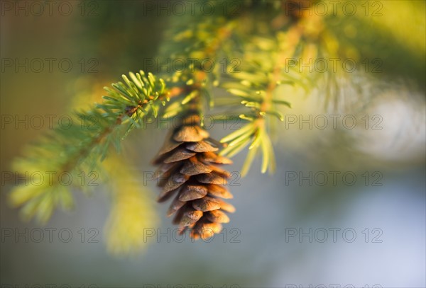 Pine tree branch.