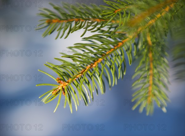 Pine tree branch.