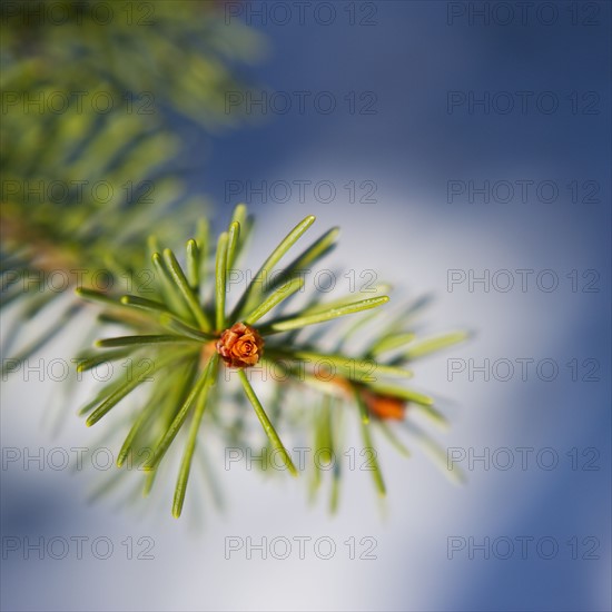 Pine tree branch.