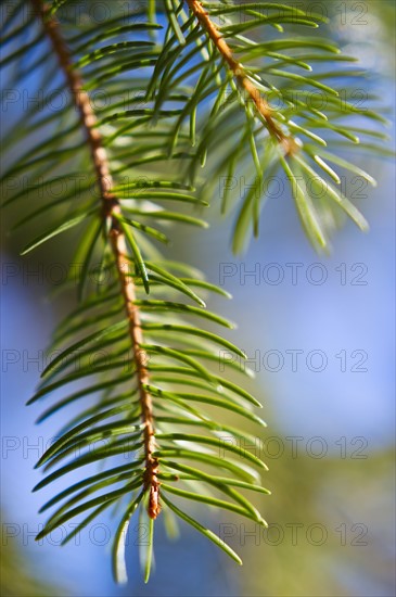 Pine tree branch.