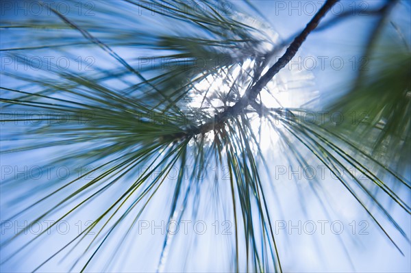 Pine tree branch.