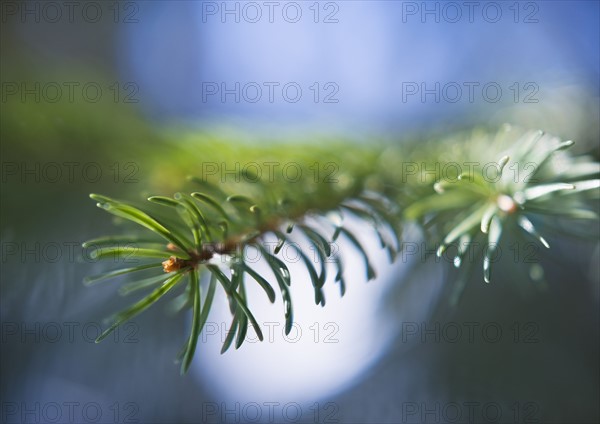 Pine tree branch.