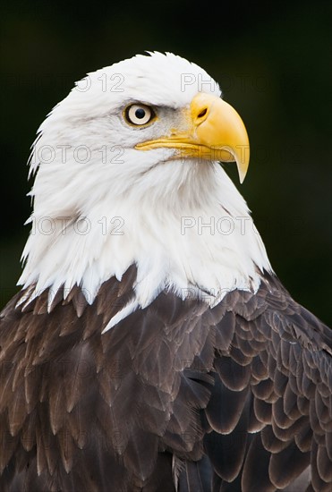 Bald eagle.