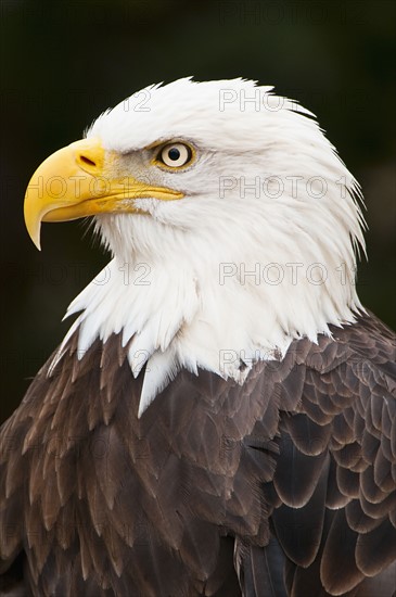 Bald eagle.