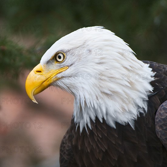 Bald eagle.