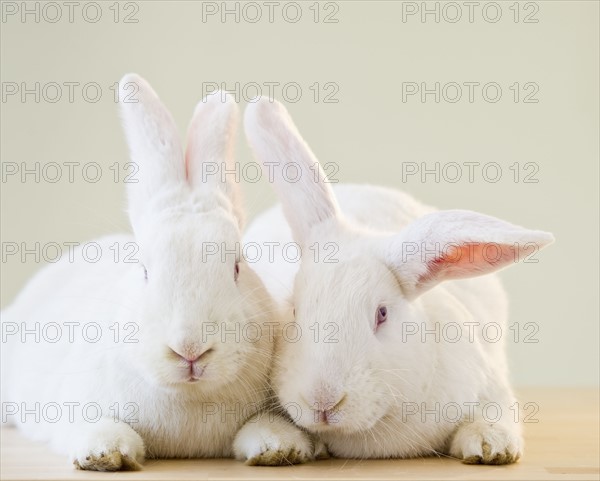 Two white rabbits.