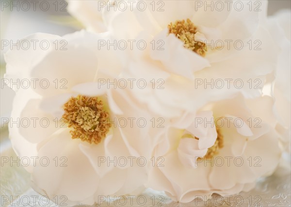 White flowers. Photographe : Jamie Grill