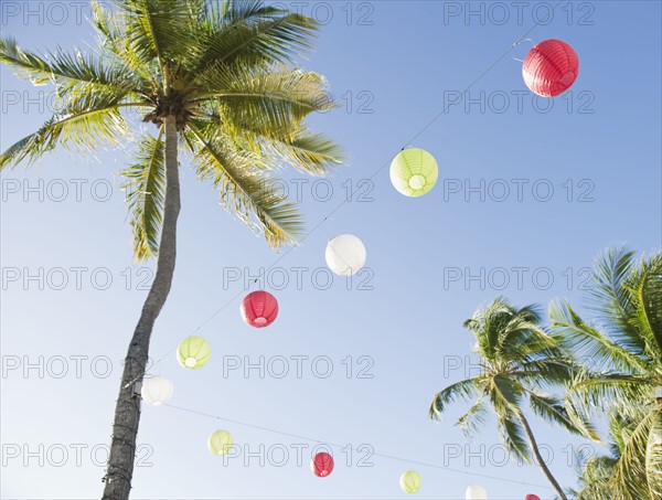 Lanterns and palm trees. Photographe : Jamie Grill