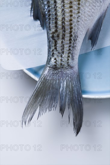 Tail of striped bass fish on plate. Photographe : Kristin Lee