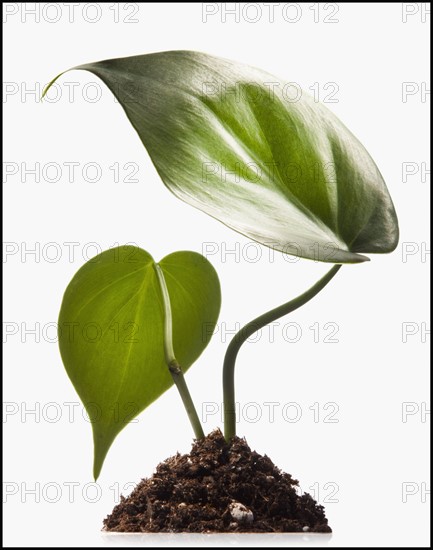 Leaves growing out of a pile of soil. Photographe : Mike Kemp