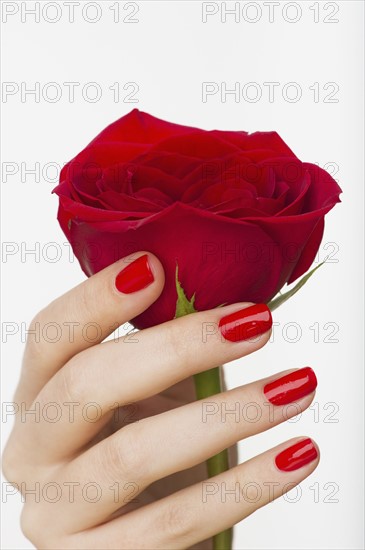 Hand holding red rose.