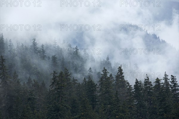 Fog over forest. Photographe : John Kelly