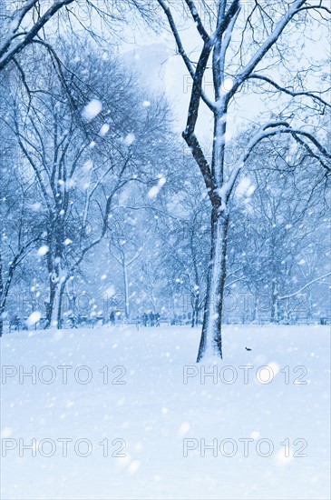 Snow falling on trees.